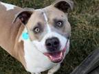 BUSTER American Pit Bull Terrier Adult Male