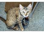 Molli Domestic Shorthair Kitten Female
