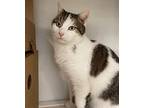 Irving Domestic Shorthair Adult Male