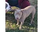 Jax American Staffordshire Terrier Young Male