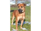 Henry Mixed Breed (Medium) Adult Male