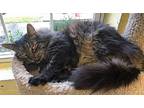 Smut 34979 Domestic Longhair Adult Male