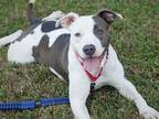 DOLCE American Staffordshire Terrier Young Female