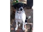 Emmett in TEXAS Jack Russell Terrier Young Male