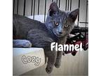 Flannel Russian Blue Kitten Male
