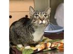 Celery Domestic Shorthair Young Female