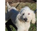 Diego Poodle (Standard) Adult Male