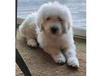 Andes Great Pyrenees Puppy Male