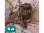 Nova Is 8 Weeks Old And Ready For Her Forever Family She Was In A Litter Of 7 And Has Become Available After Previously Being Under Deposit She Is AKC