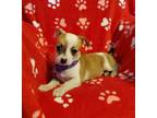 Patches Is A Pretty Red FawnWhite Little Girl She Is A Sweet And Playful Pup She Is Ready Now For Her New Home Patches Will Come With ShotsWorming Up 