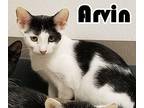 Arvin Domestic Shorthair Kitten Male