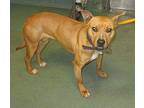 Belinda American Staffordshire Terrier Adult Female