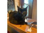 48623a Tiger- Pounce Cat Cafe Domestic Shorthair Adult Male