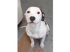 Lola American Pit Bull Terrier Young Female