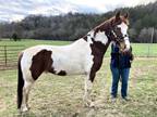 Very trained Spotted Saddle Trail Horse leg cues and neck reins