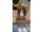 Adopt Bonzai a Calico or Dilute Calico Calico / Mixed (medium coat) cat in