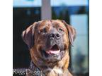 Adopt Jak a Brindle Bullmastiff / Bernese Mountain Dog dog in Kelowna