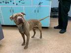 Adopt Russ a Brown/Chocolate American Pit Bull Terrier / Mixed dog in Madera