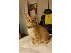Adopt Archie a Orange or Red Tabby American Shorthair / Mixed (short coat) cat