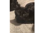 Adopt Noah a Black (Mostly) Domestic Shorthair / Mixed (short coat) cat in