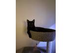 Adopt Blacky a All Black American Shorthair / Mixed (short coat) cat in