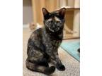 Adopt Bronwyn a All Black Domestic Shorthair / Domestic Shorthair / Mixed cat in