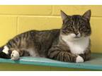 Adopt Jensen a Tiger Striped Domestic Shorthair (short coat) cat in Pottsville