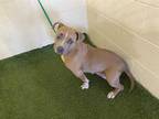 Adopt EMMY a Tan/Yellow/Fawn - with White American Pit Bull Terrier / Mixed dog