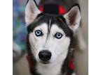 Adopt FIORA a Black - with Gray or Silver Husky / Mixed dog in Las Vegas