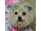 Adopt TORI a Brown/Chocolate Cairn Terrier / Mixed dog in Las Vegas