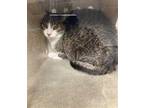 Adopt TOOTSIE a Brown Tabby Domestic Shorthair / Mixed (short coat) cat in Los