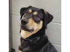 Adopt Lily a Black Mixed Breed (Large) / Mixed dog in Hilliard, OH (33737859)