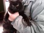 Adopt a All Black Domestic Mediumhair / Mixed (medium coat) cat in Louisville