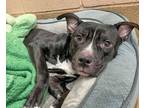 Adopt Alice a Black - with White American Staffordshire Terrier / American Pit