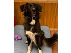 Adopt Gypsy a Black - with White German Shepherd Dog / Great Pyrenees / Mixed
