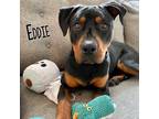 Adopt Eddie a Black - with Brown, Red, Golden, Orange or Chestnut Rottweiler /