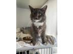 Adopt Patrick a Gray or Blue Domestic Shorthair / Domestic Shorthair / Mixed cat