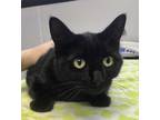 Adopt Lily a All Black Domestic Shorthair / Domestic Shorthair / Mixed cat in