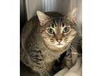 Adopt PAYSON a Brown Tabby Domestic Shorthair (short coat) cat in Tucson