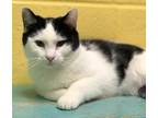 Adopt Marnie a Black & White or Tuxedo Domestic Shorthair (short coat) cat in