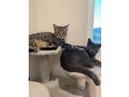 Adopt Yuki and Kai a Spotted Tabby/Leopard Spotted Domestic Shorthair / Mixed