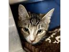 Adopt Clover (bonded w/Crimson) a Brown Tabby Domestic Shorthair / Mixed cat in