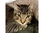 Adopt Crimson (bonded w/Clover) a Brown Tabby Domestic Shorthair / Mixed cat in