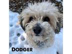 Adopt Dodger a White Poodle (Miniature) / Mixed Breed (Small) / Mixed dog in