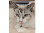 Adopt MINNIE B a White (Mostly) Siamese (short coat) cat in Tucson