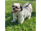 Adopt BOOMER a Shih Tzu / Poodle (Standard) / Mixed dog in Palm City