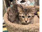 Adopt Gemini a Tiger Striped Domestic Shorthair (short coat) cat in Pottsville