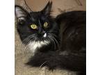 Adopt June a Black & White or Tuxedo Domestic Longhair (long coat) cat in