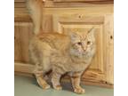 Adopt Mia (Spayed/Combo Tested) A Orange Or Red Tabby Domestic Mediumhair