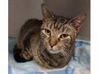 Adopt Bessie a Tiger Striped Domestic Shorthair (short coat) cat in Pottsville